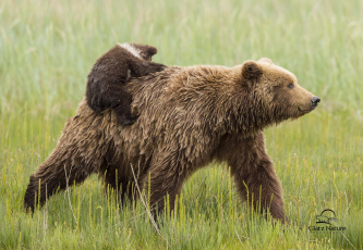 Картинка животные медведи пассажир медвежонок мама