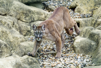Картинка животные пумы камни кошка горный лев