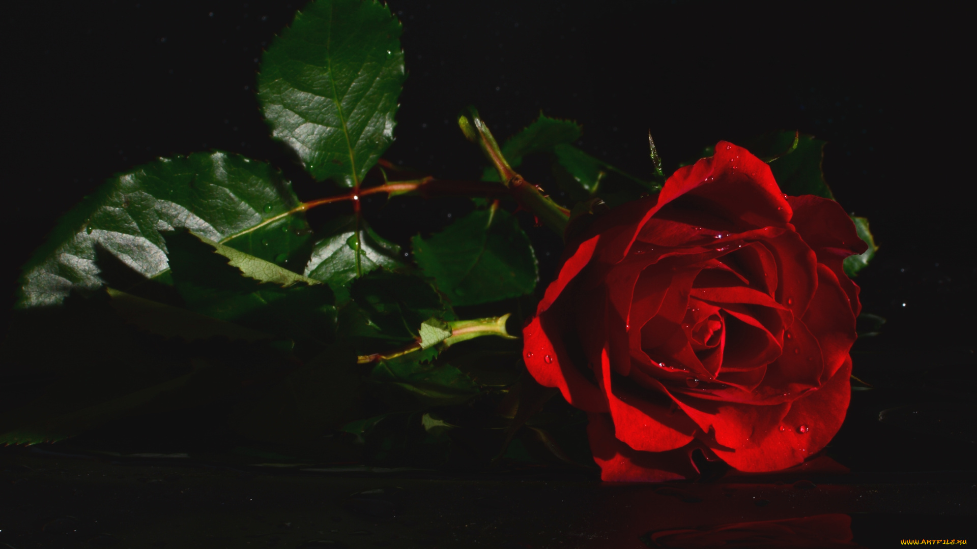 цветы, розы, одиночество, красный