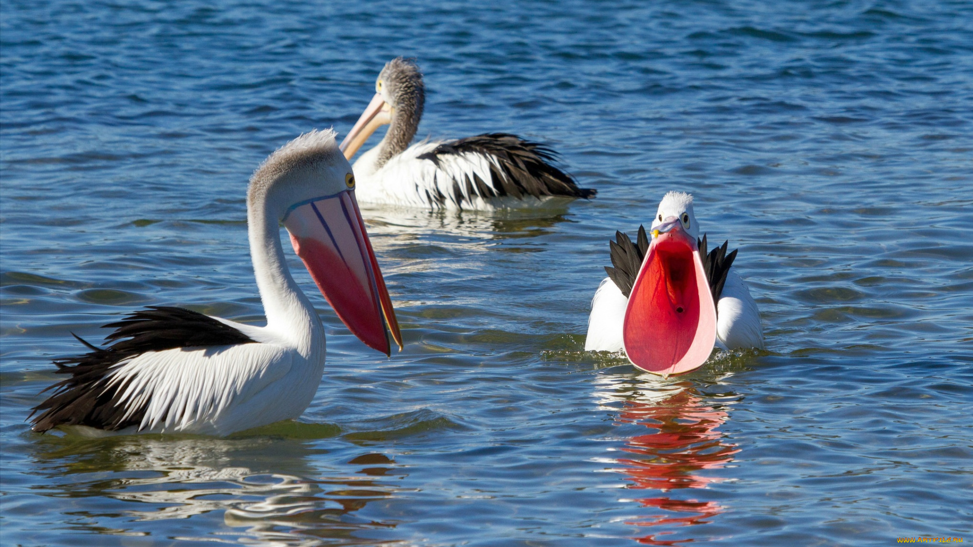 животные, пеликаны, птицы, плавают, кричат, клювы, вода