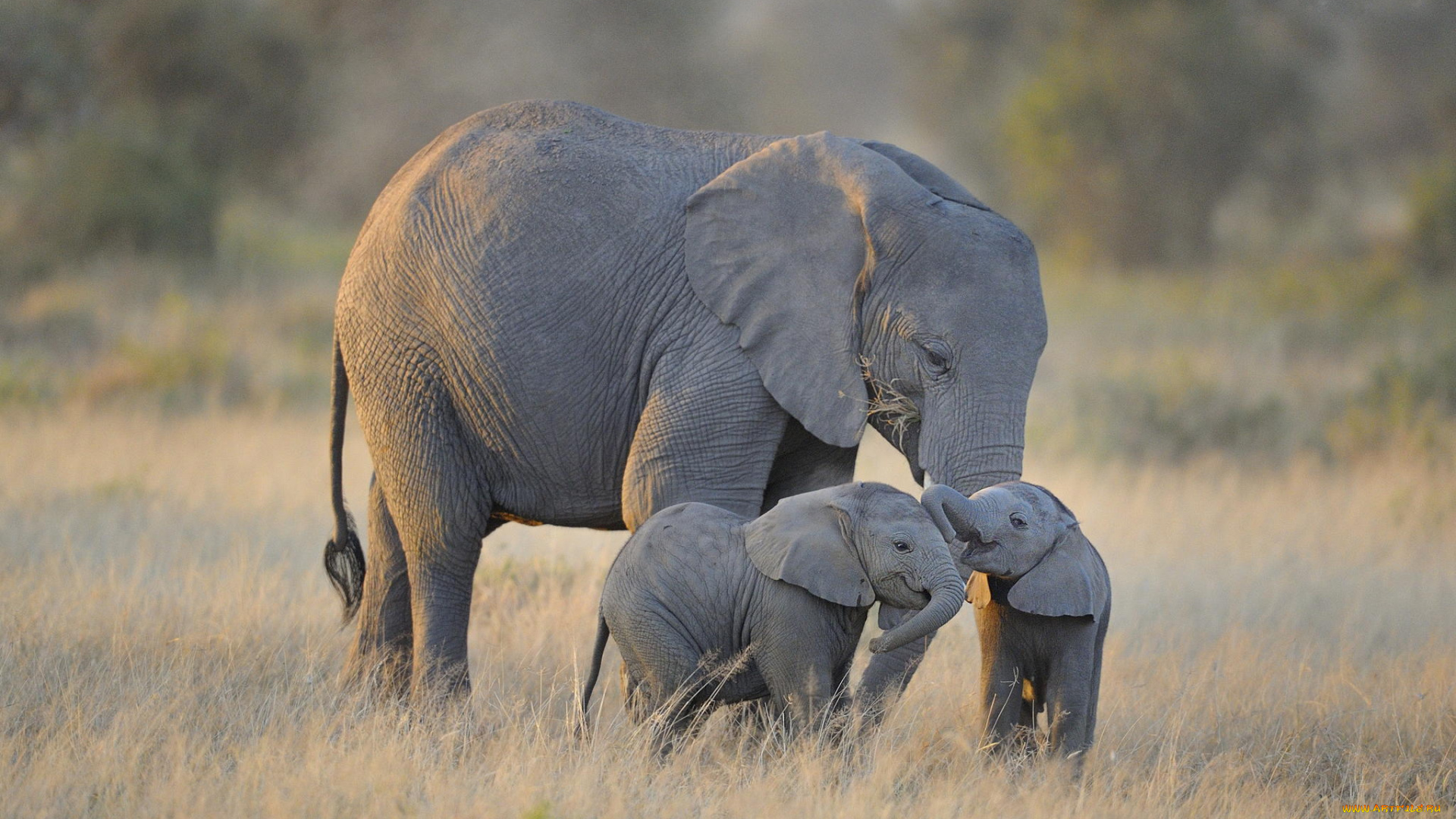 животные, слоны, twin, baby, elephants, amboseli, national, park, африка