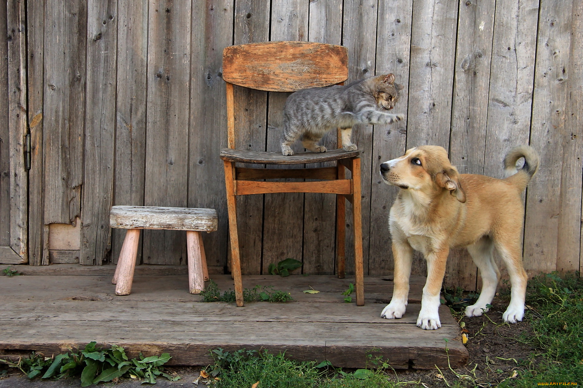 Природа дом животных. Животные в деревне. Собака в деревне. Деревенские животные. Кошка и собака в деревне.