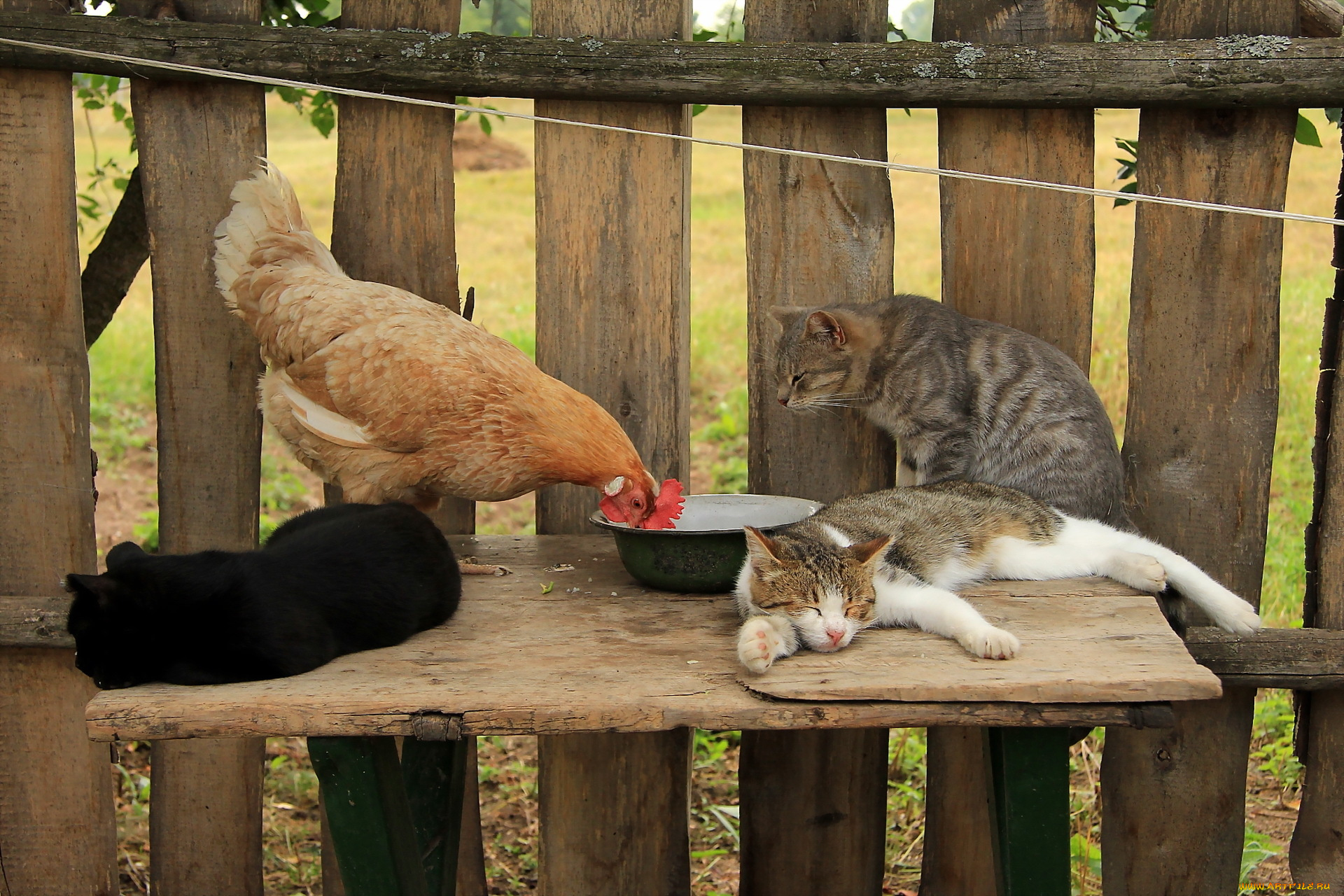 животные, разные, вместе, кошки, курица, забор