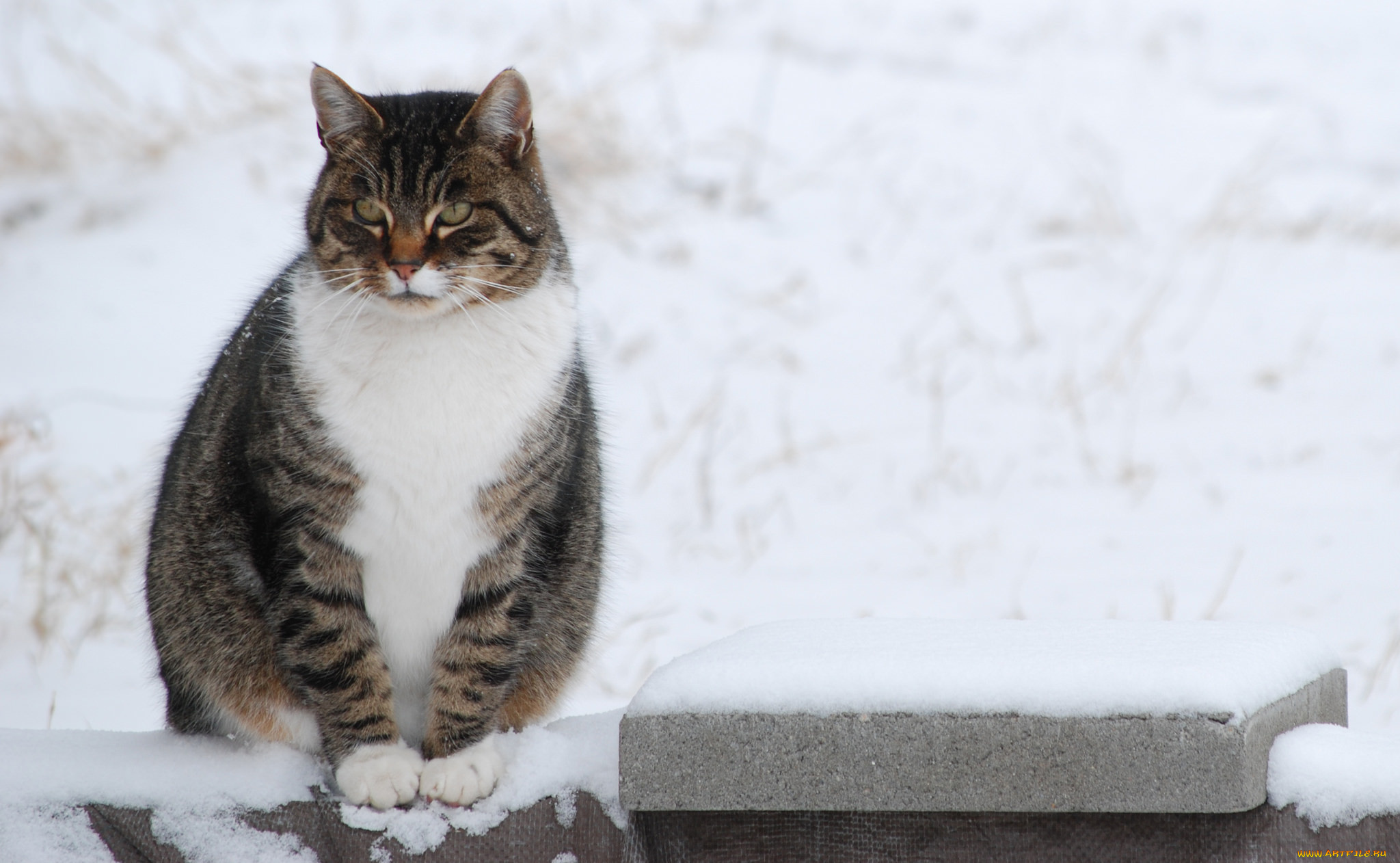 животные, коты, кот, животное, окрас, взгляд, уши, усы, лапки, зима, снег