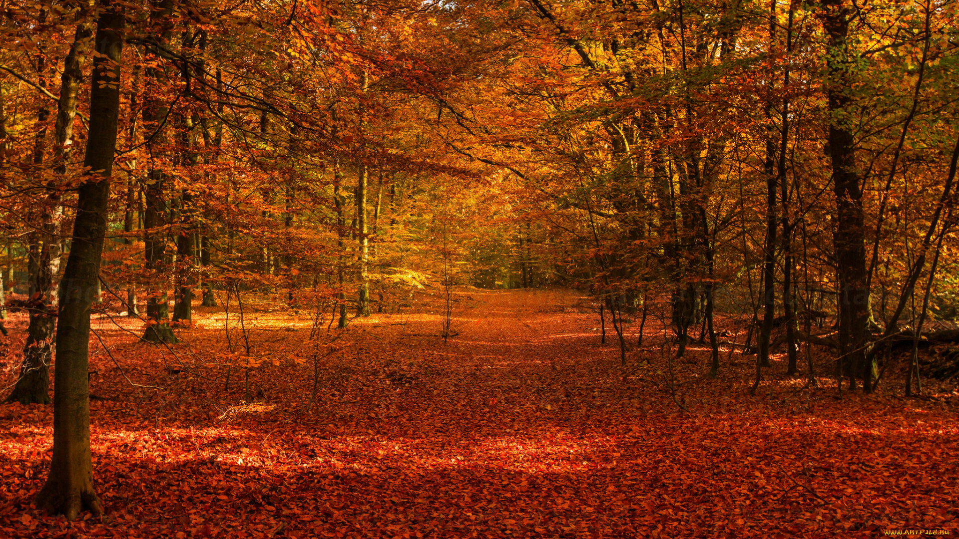 природа, лес, дорога, осень