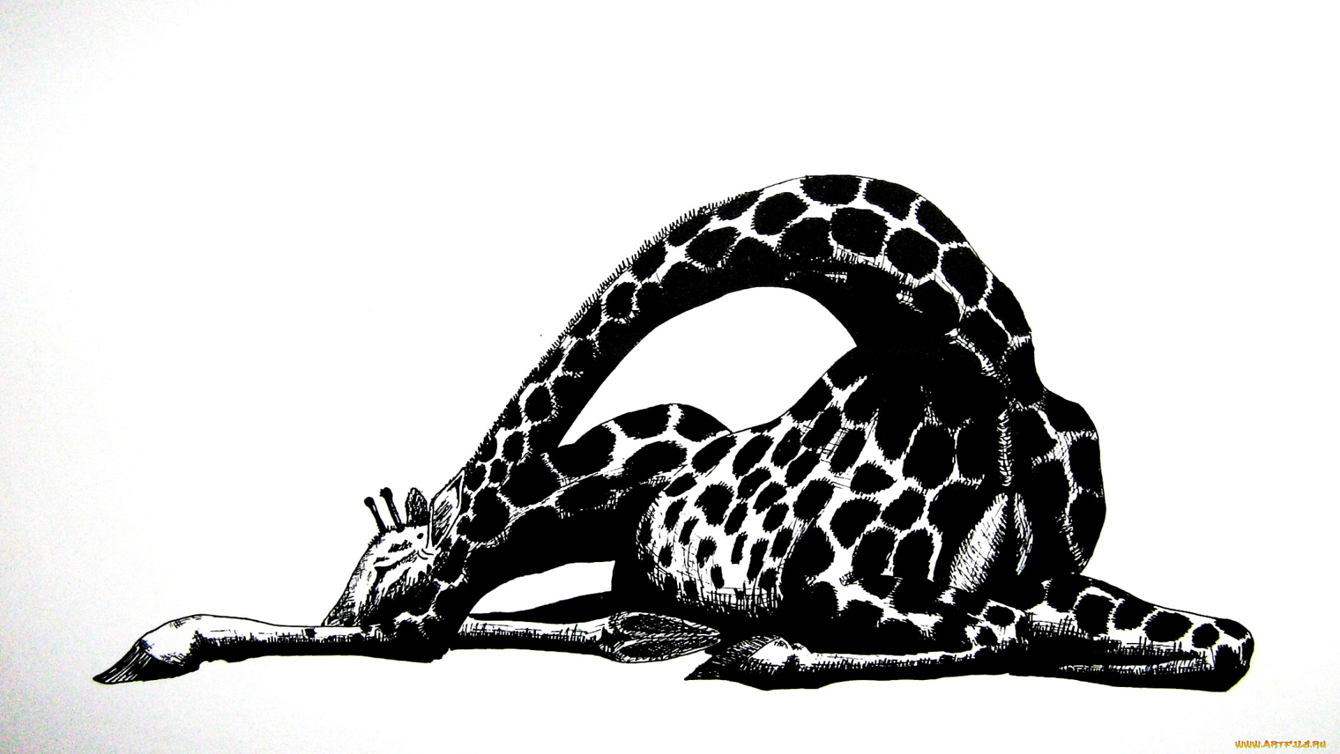 рисованное, животные, графика, жираф, черно-белый