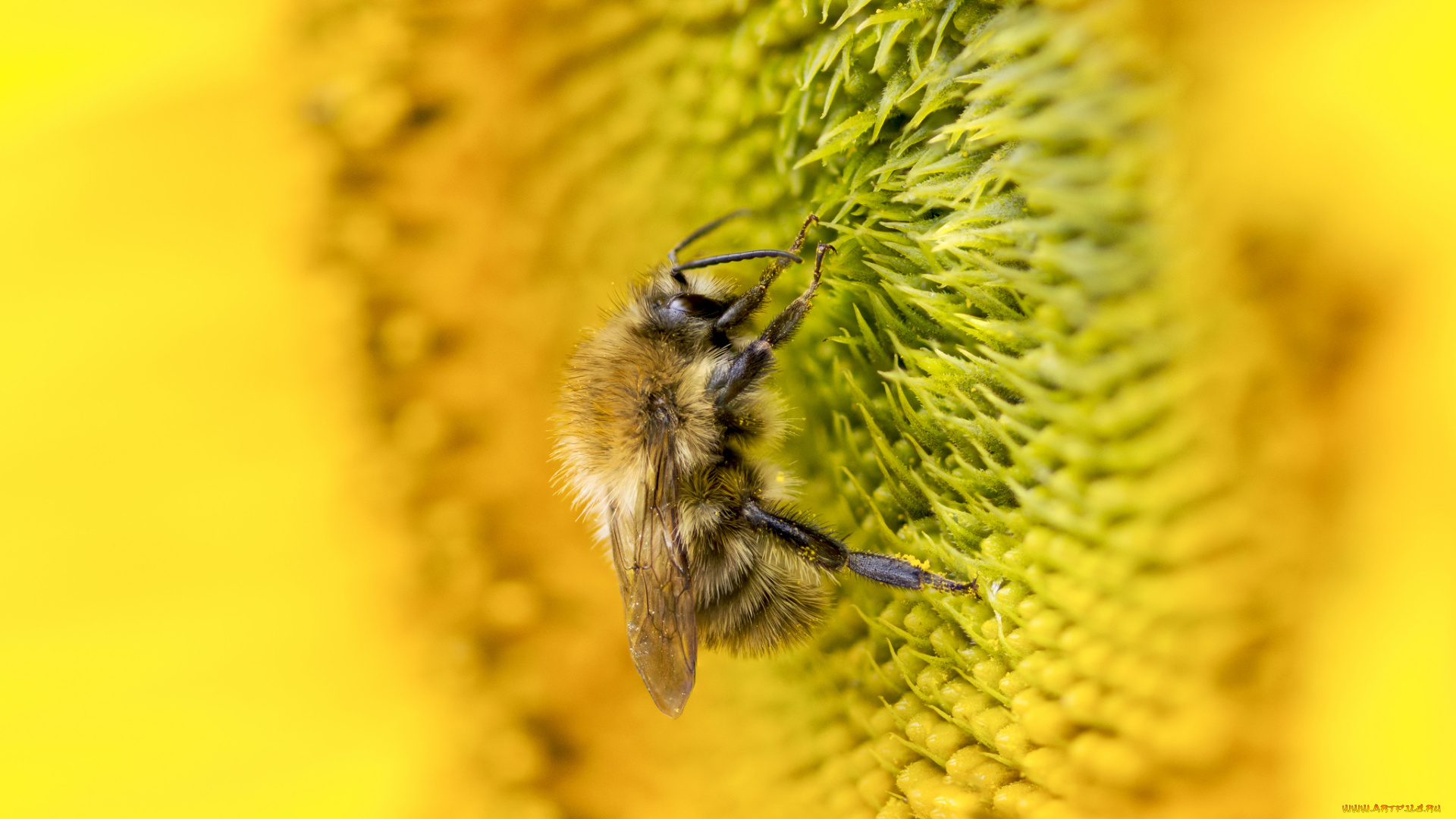 животные, пчелы, , осы, , шмели, пыльца, пчела, подсолнух, макро