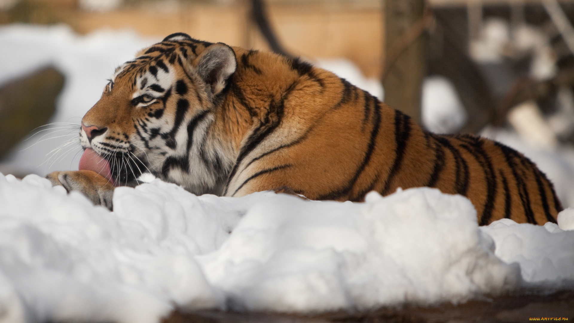 животные, тигры, снег, отдых