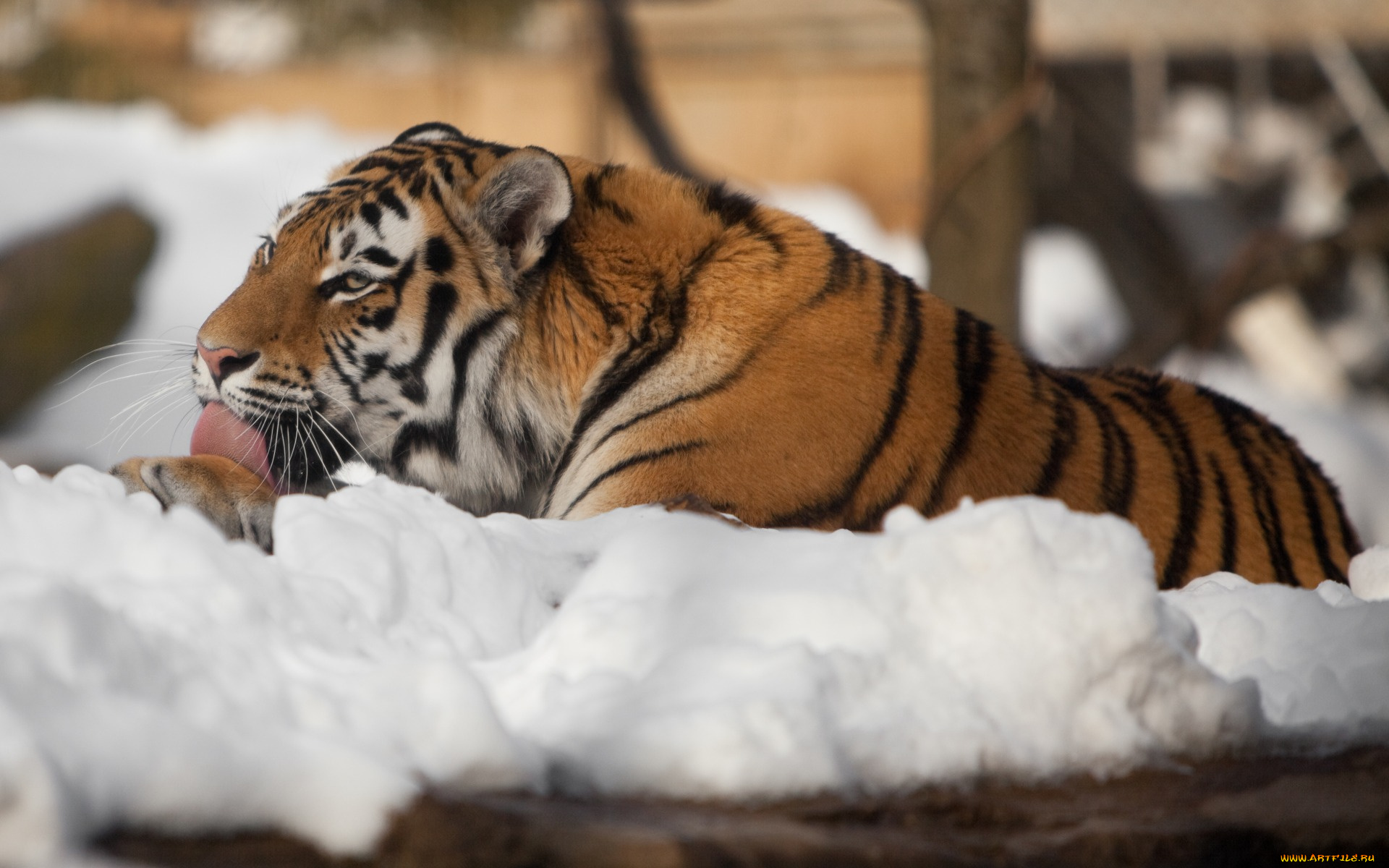 животные, тигры, снег, отдых