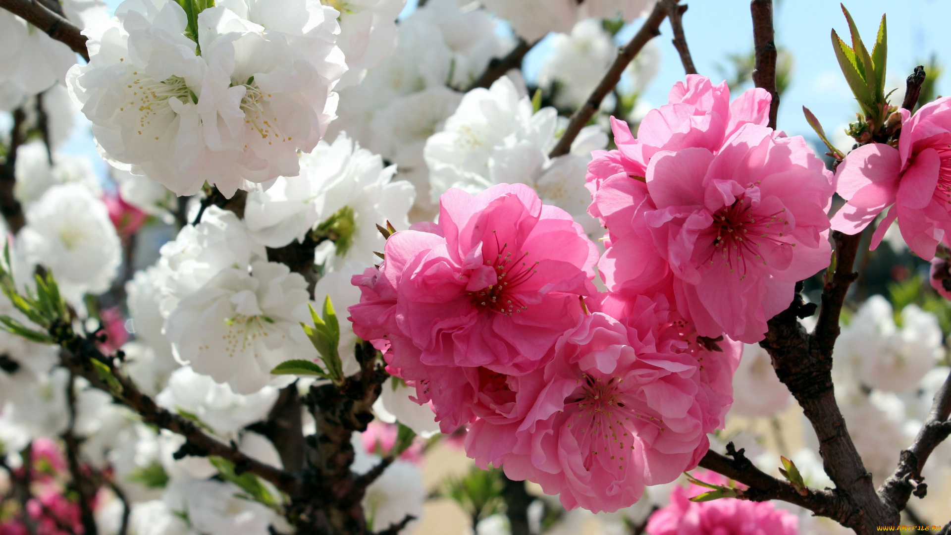 цветы, сакура, , вишня, цветущая, весна