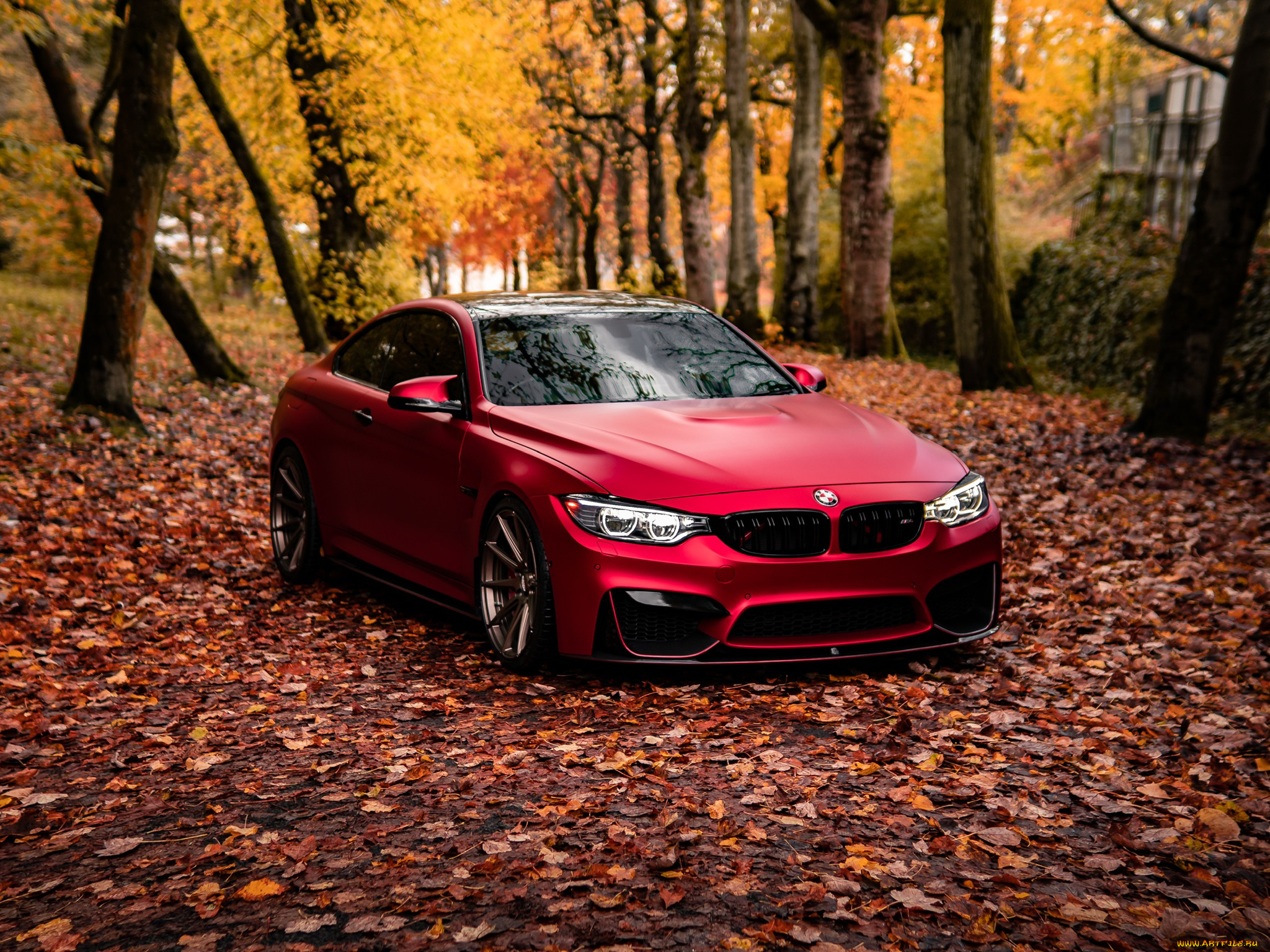 автомобили, bmw, red, autumn, f82, m4