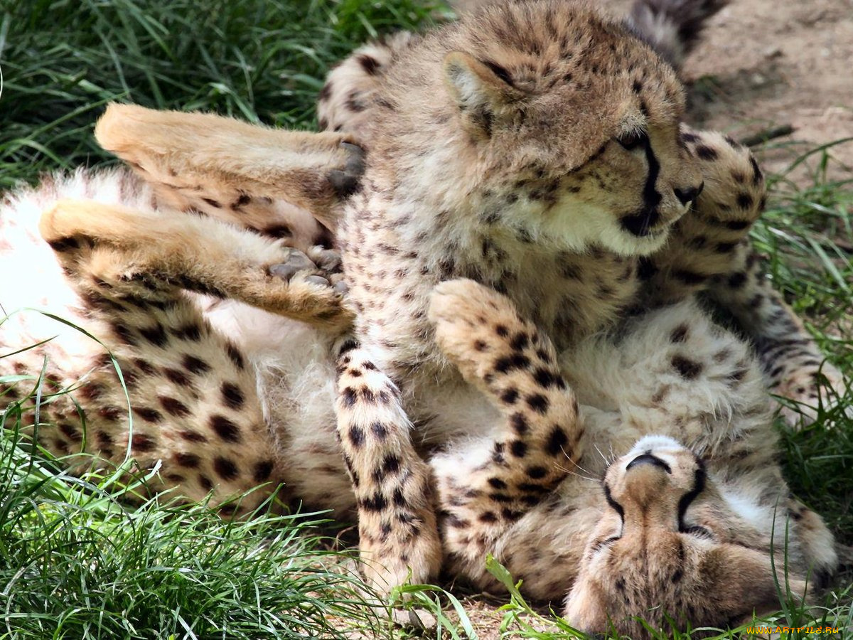 cicy, zoo, cheetah, cubs, животные, гепарды