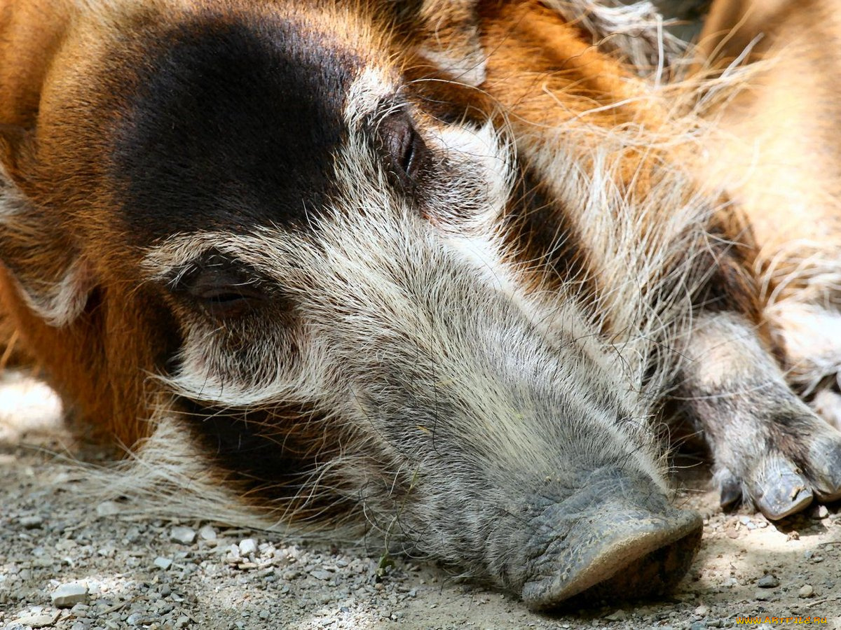 cincy, zoo, sleeping, red, river, hog, животные, свиньи, кабаны