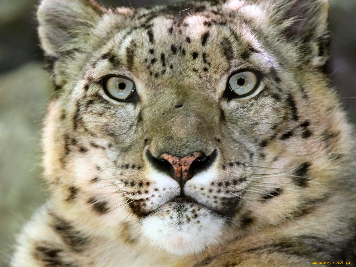 cincy, zoo, snow, leopard, животные, снежный, барс, ирбис