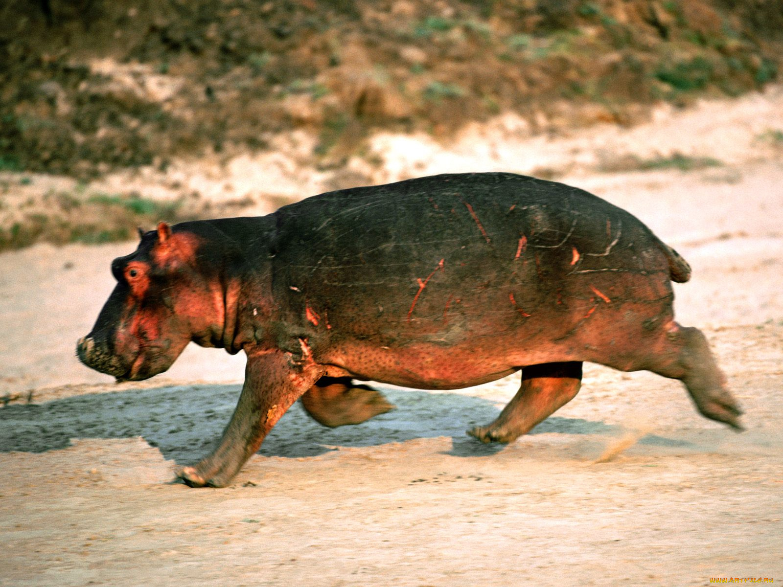 day, at, the, races, hippopotamus, животные, бегемоты