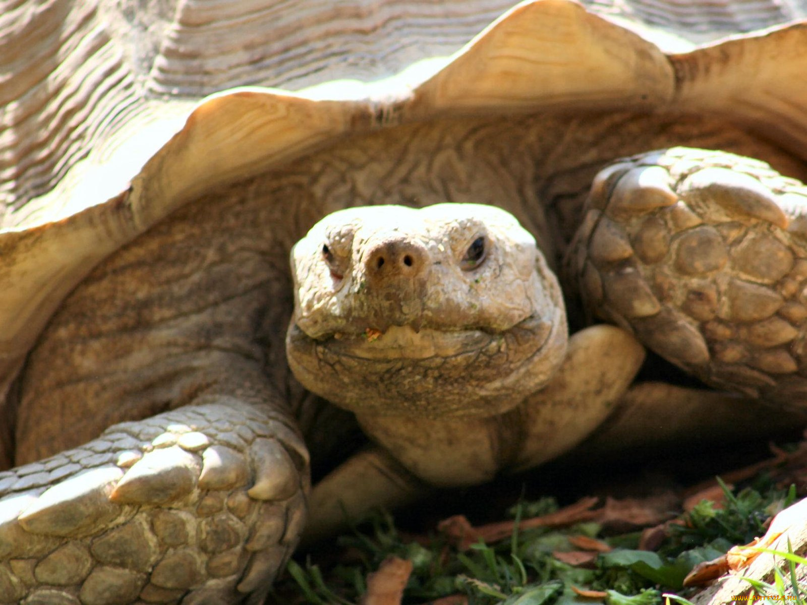 sac, zoo, tortoise, животные, Черепахи