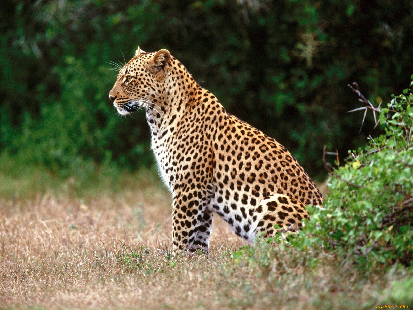 the, lookout, leopard, животные, леопарды