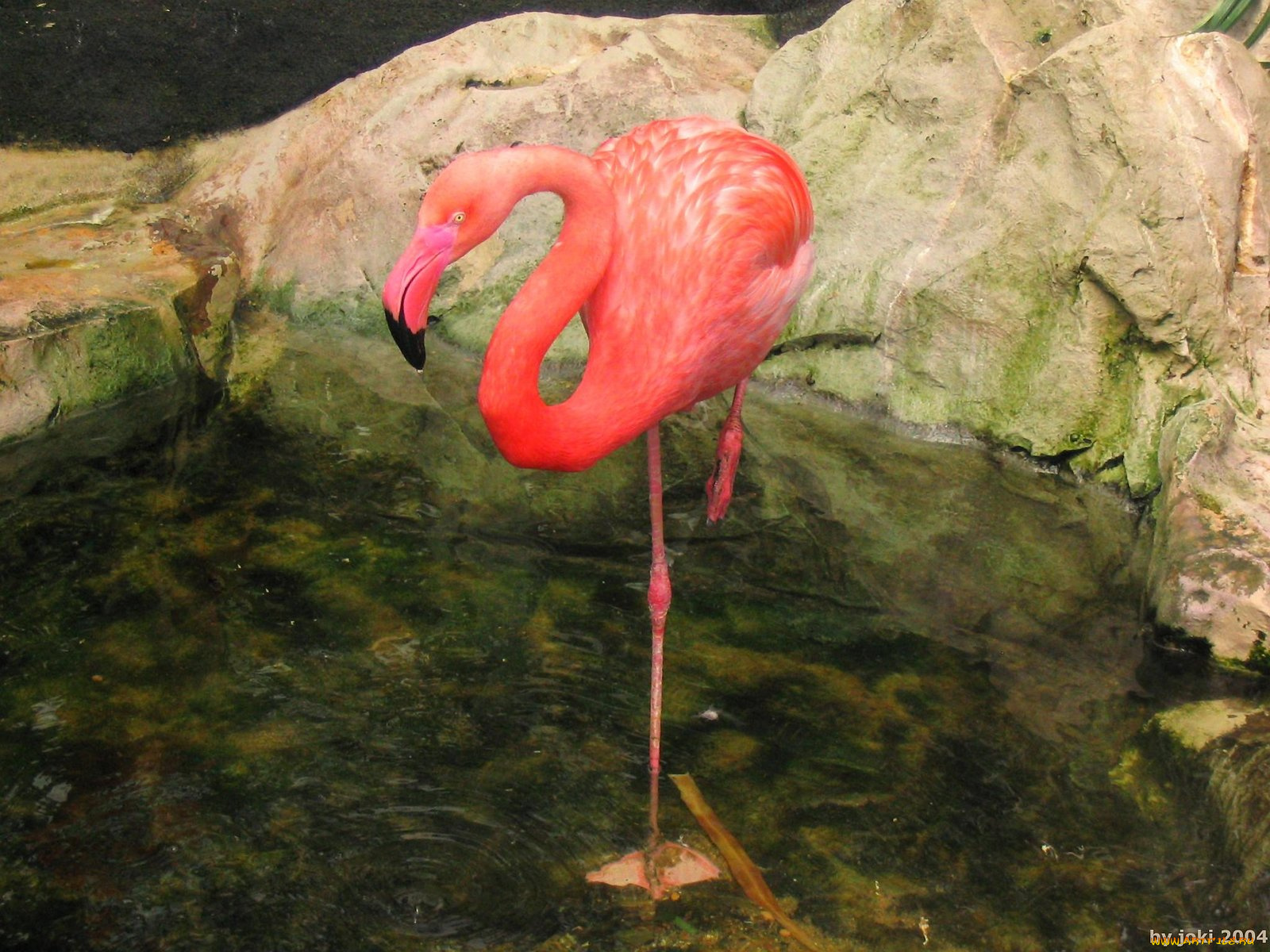 vancouver, island, victoria, crystal, garden, flamingos, животные, фламинго