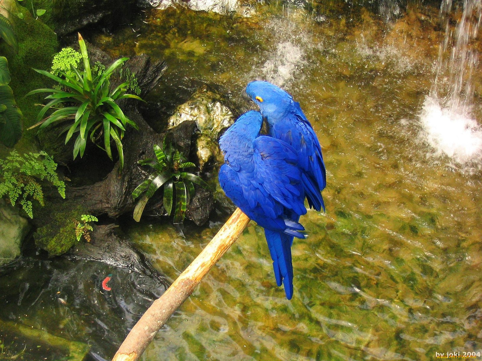 vancouver, island, victoria, crystal, garden, blue, macaws, животные, попугаи