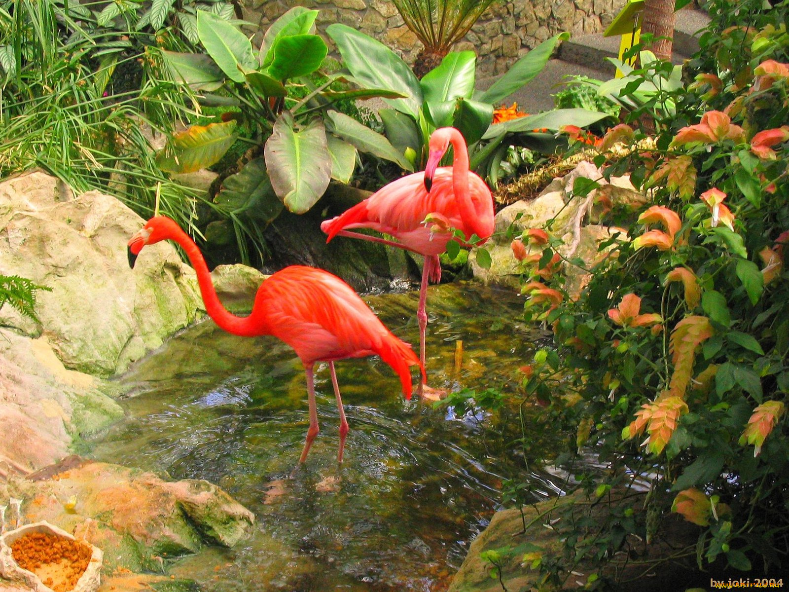 vancouver, island, victoria, crystal, garden, flamingos, животные, фламинго