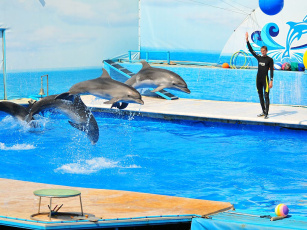 обоя животные, дельфины