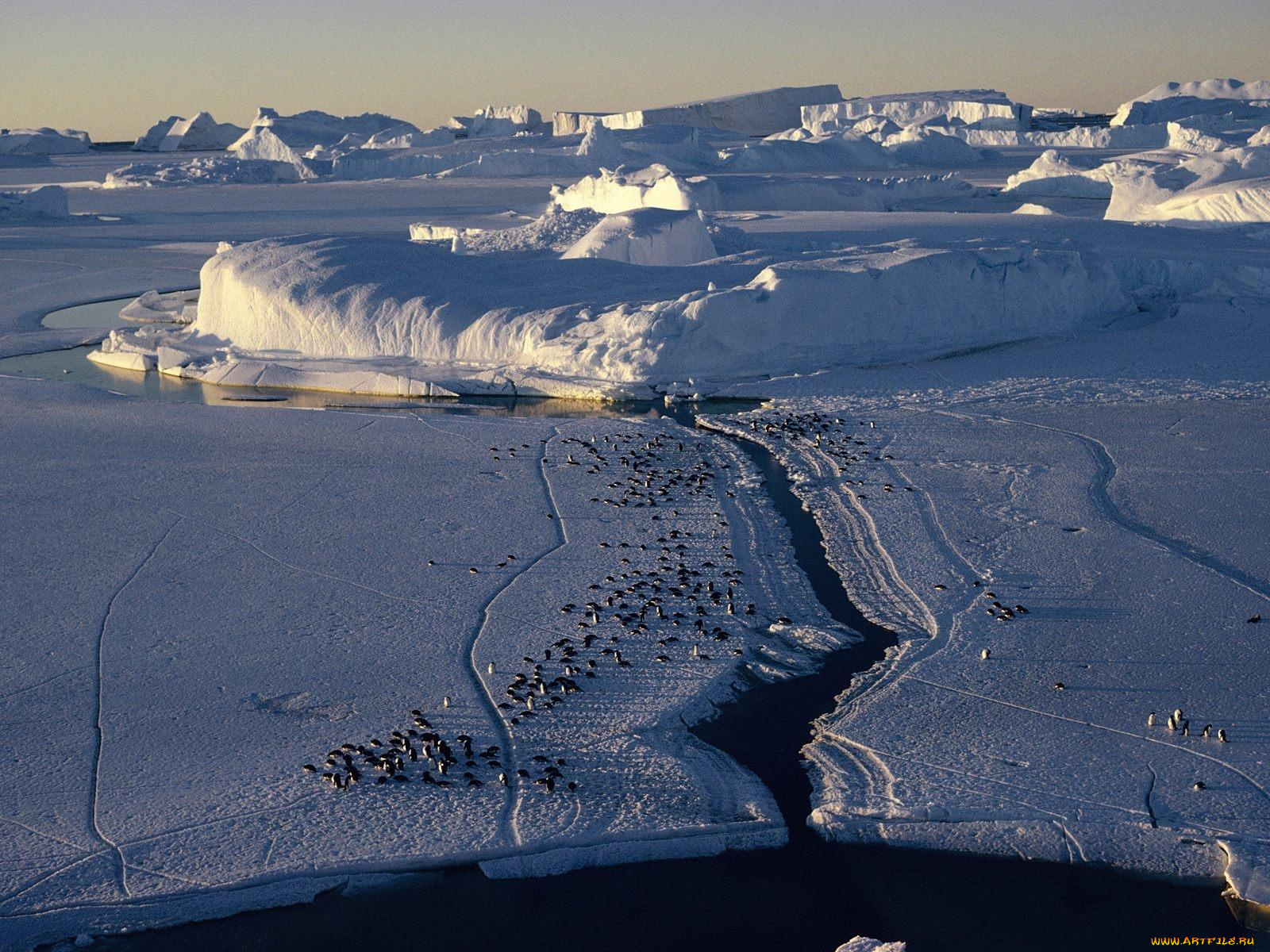 aerial, view, of, group, adelie, penguins, antarctica, животные, пингвины