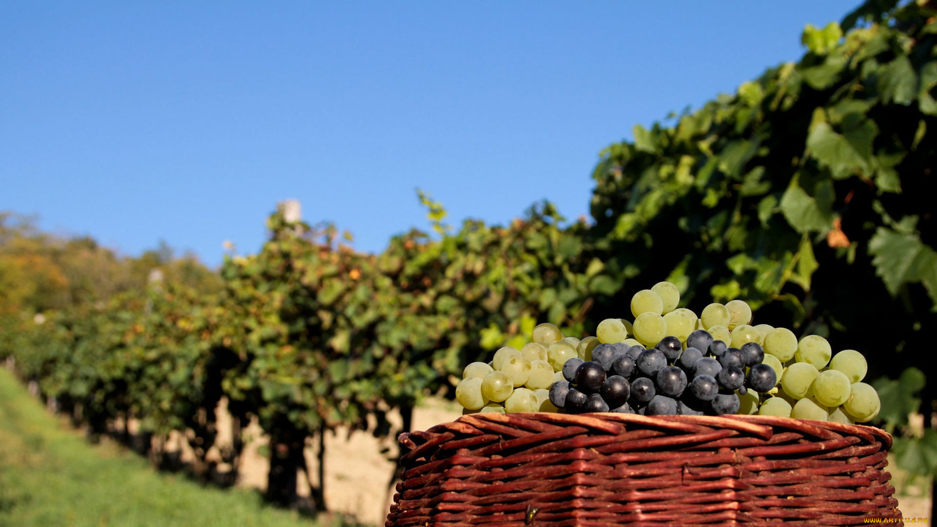 Виноград вино урожай без смс