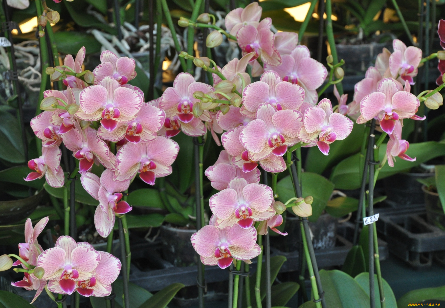 цветы, орхидеи, розовый, много