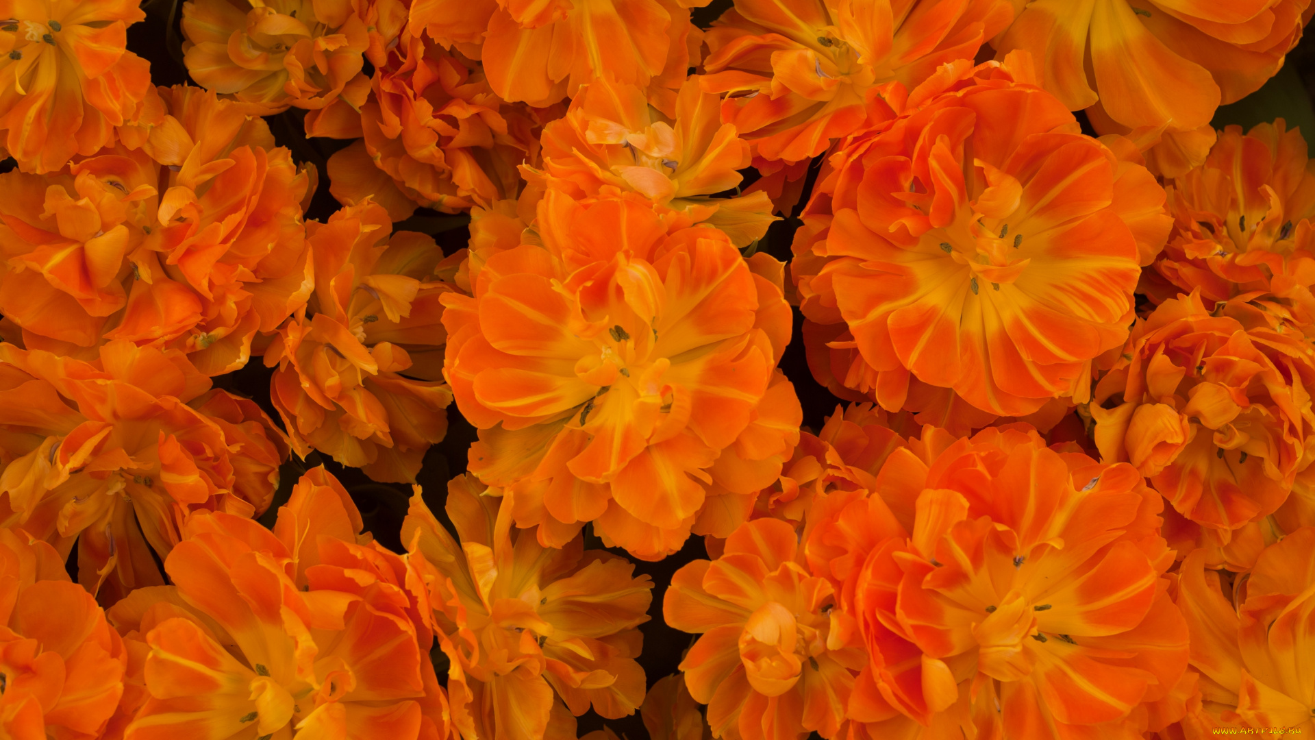 цветы, тюльпаны, лепестки, оранжевый