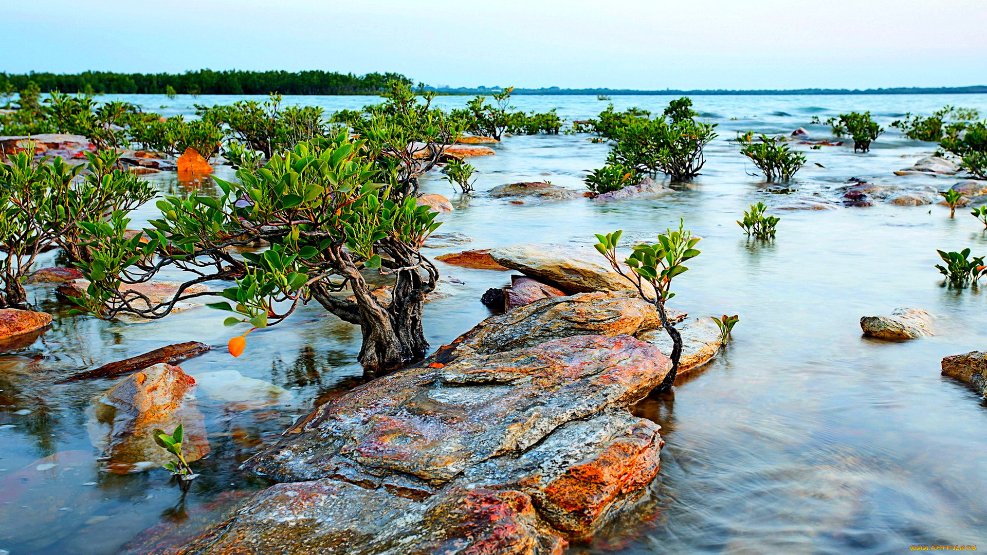 river, stones, природа, реки, озера, река, камни, кусты, ширь