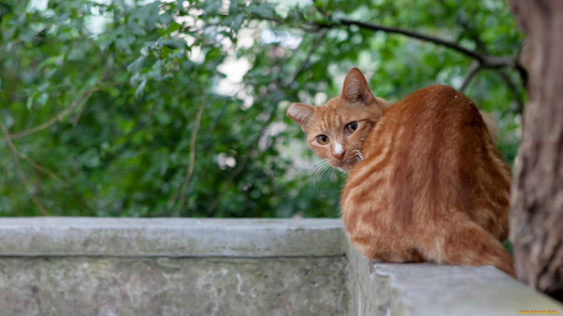 животные, коты, взгляд, балкон, кошка
