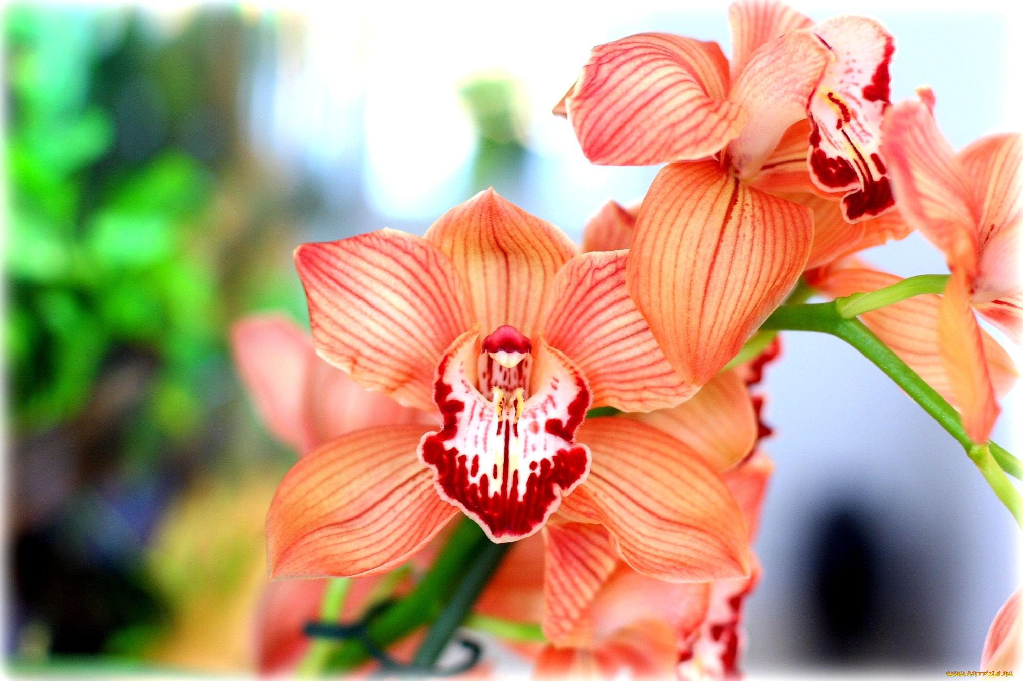 цветы, орхидеи, оранжевый, экзотика