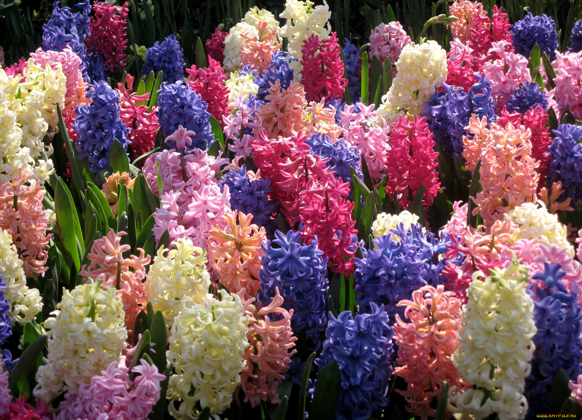 цветы, гиацинты, разноцветный