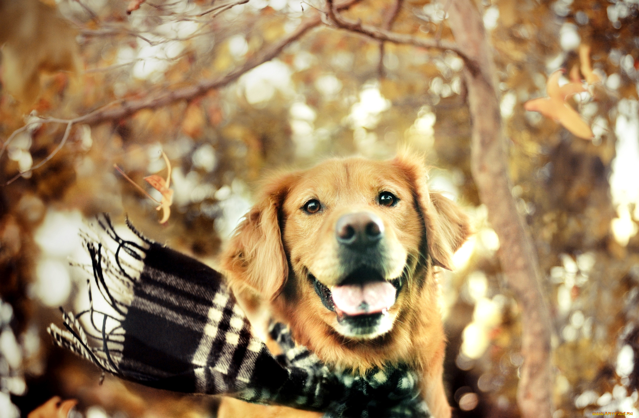 животные, собаки, осень, шарф, радость, ретривер