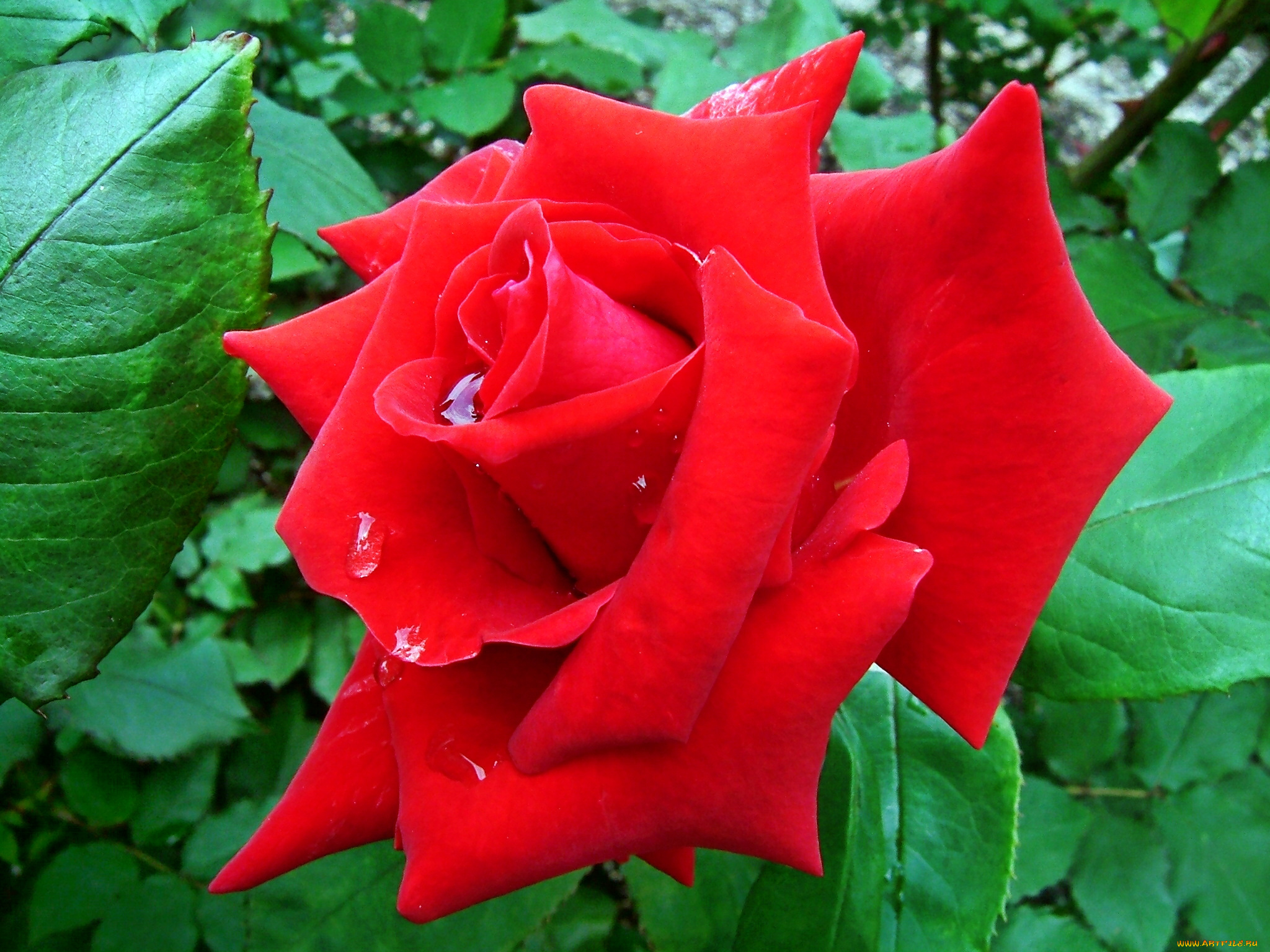 Лучшие розы земли. Цветы розы. Розы с заостренными лепестками.