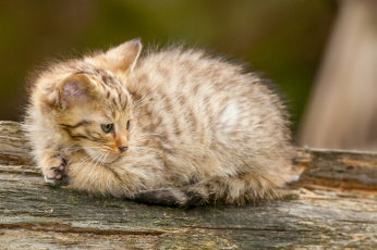 Картинка животные дикие кошки лесной кот