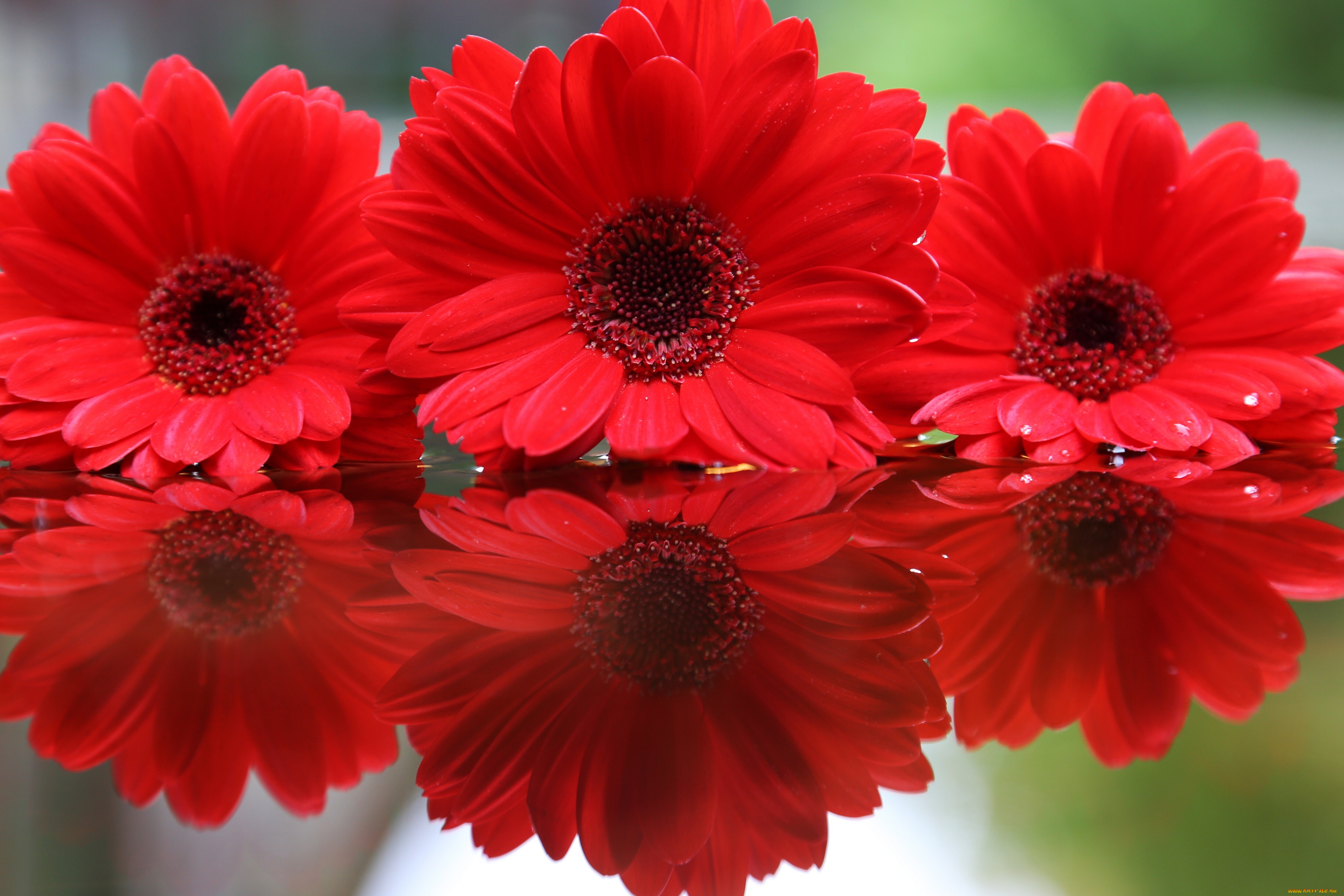 Герберы лучшее. Гербера Виола. Красный цветок. Яркие цветы. Красивые яркие цветы.