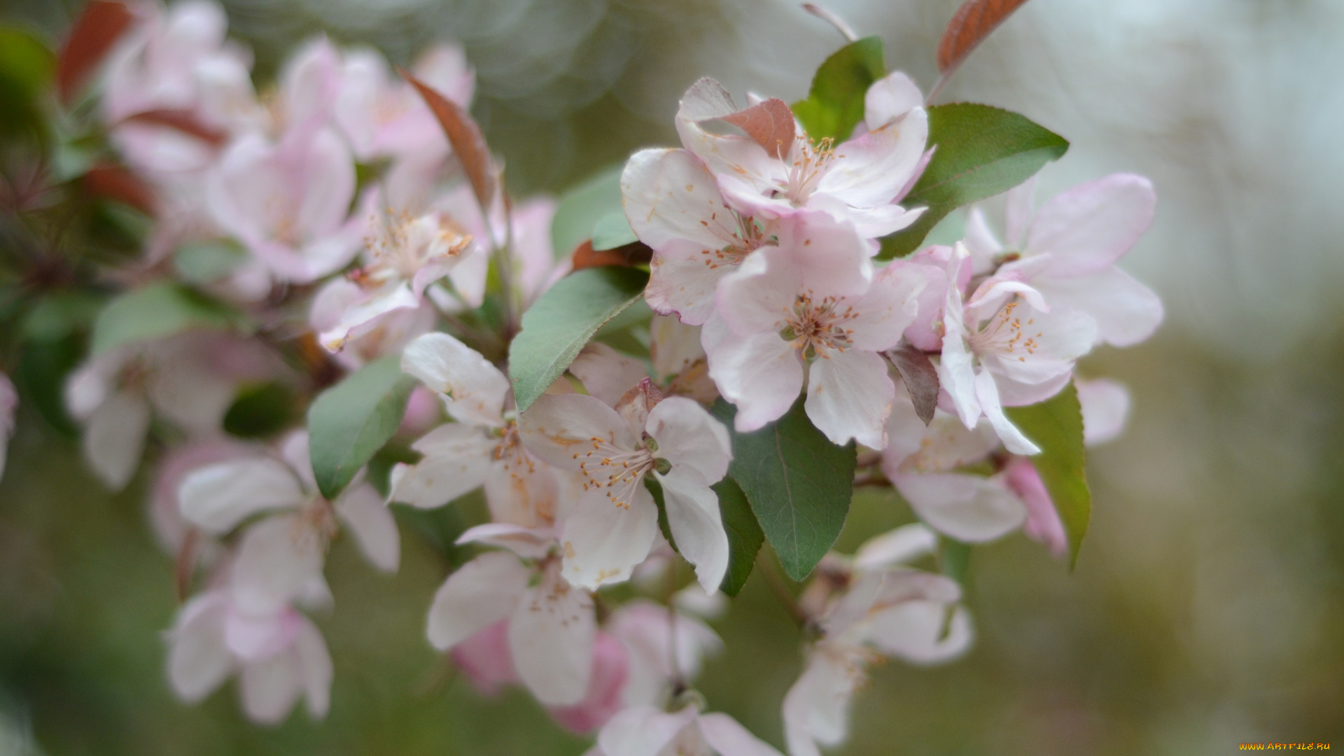 цветы, цветущие, деревья, , , кустарники, листья, ветка, apple, flowers, leaves, яблони, branch