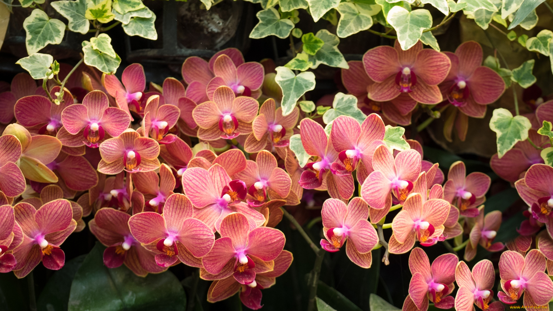 цветы, орхидеи, flowering, orchids, цветение, flowers