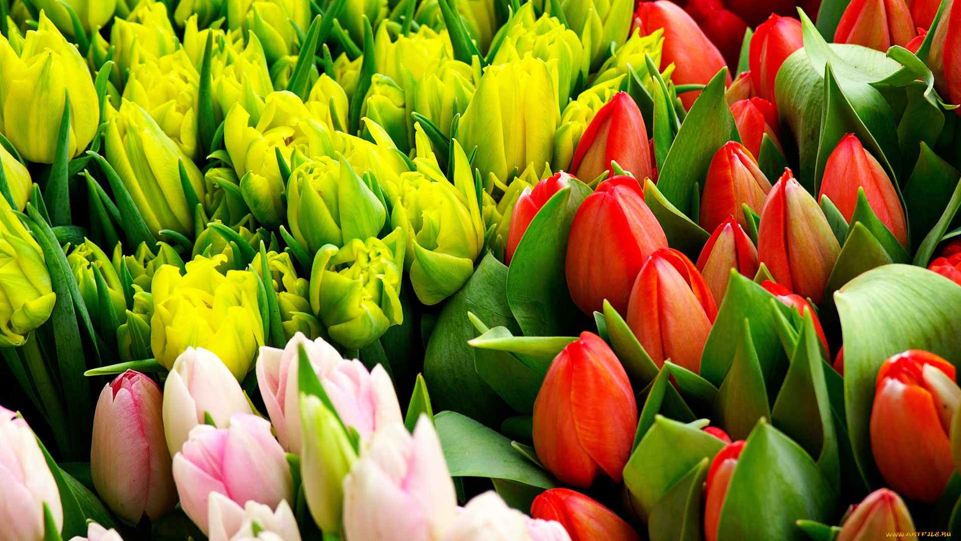 цветы, тюльпаны, бутоны, розовые, красные, желтые, листья