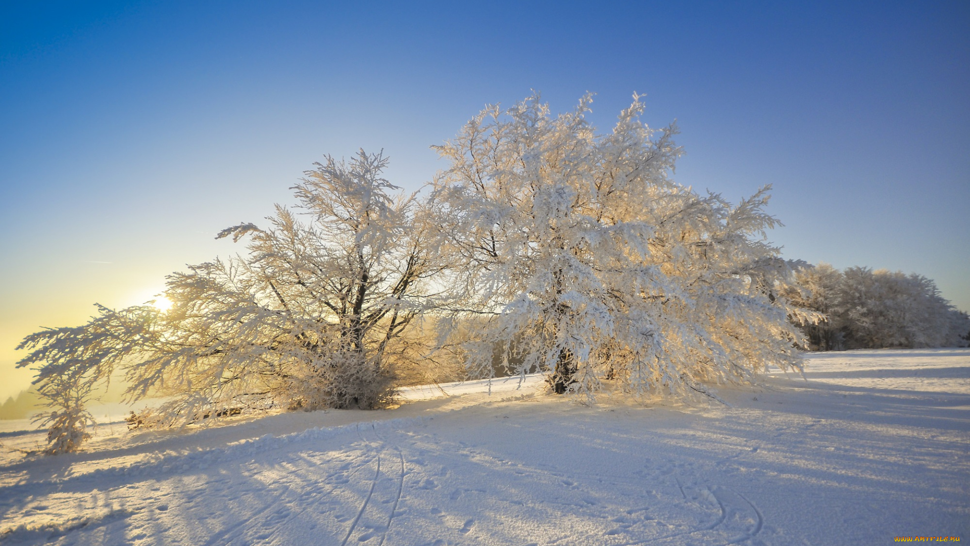 природа, зима, поле, снег, деревья, свет