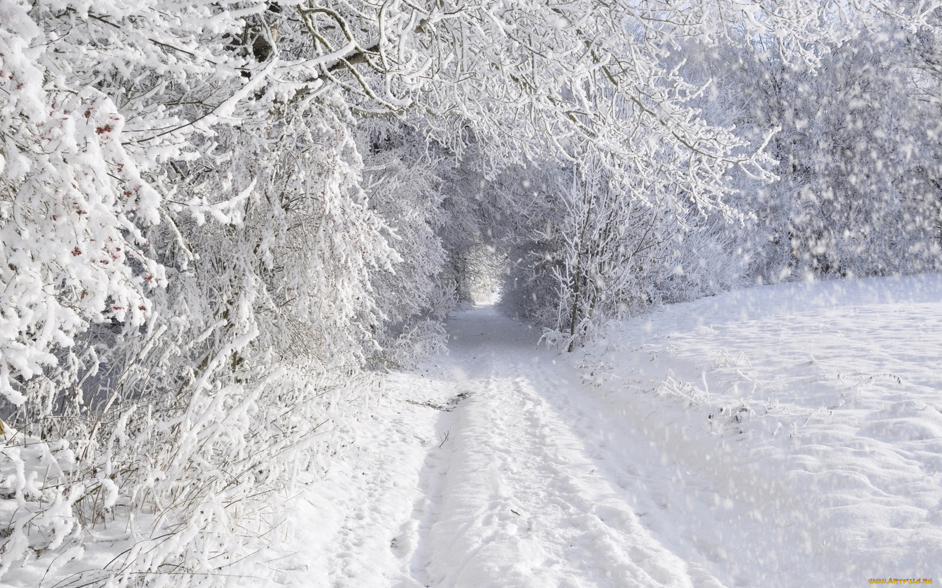 природа, дороги, снег, деревья