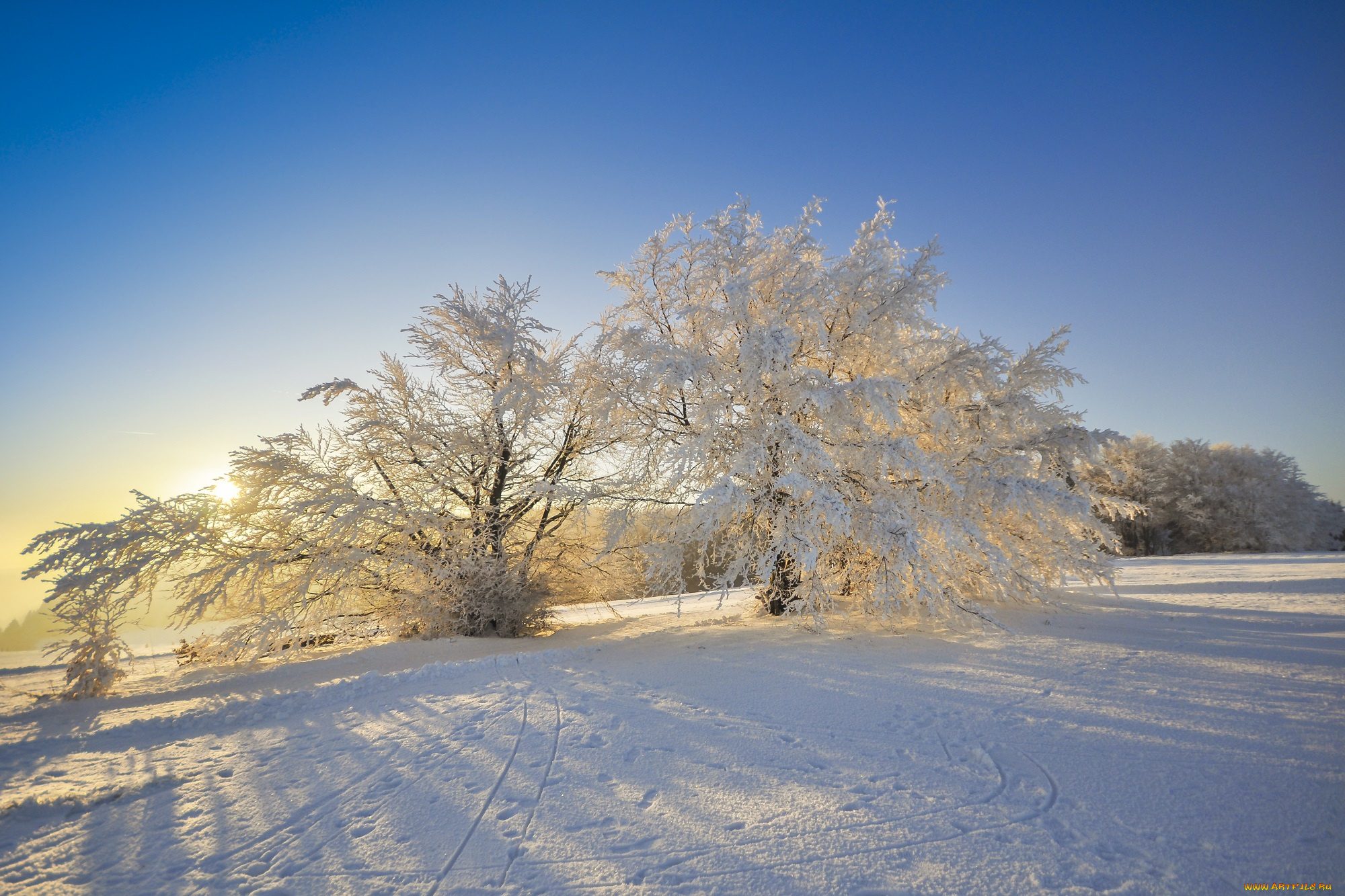 природа, зима, поле, снег, деревья, свет