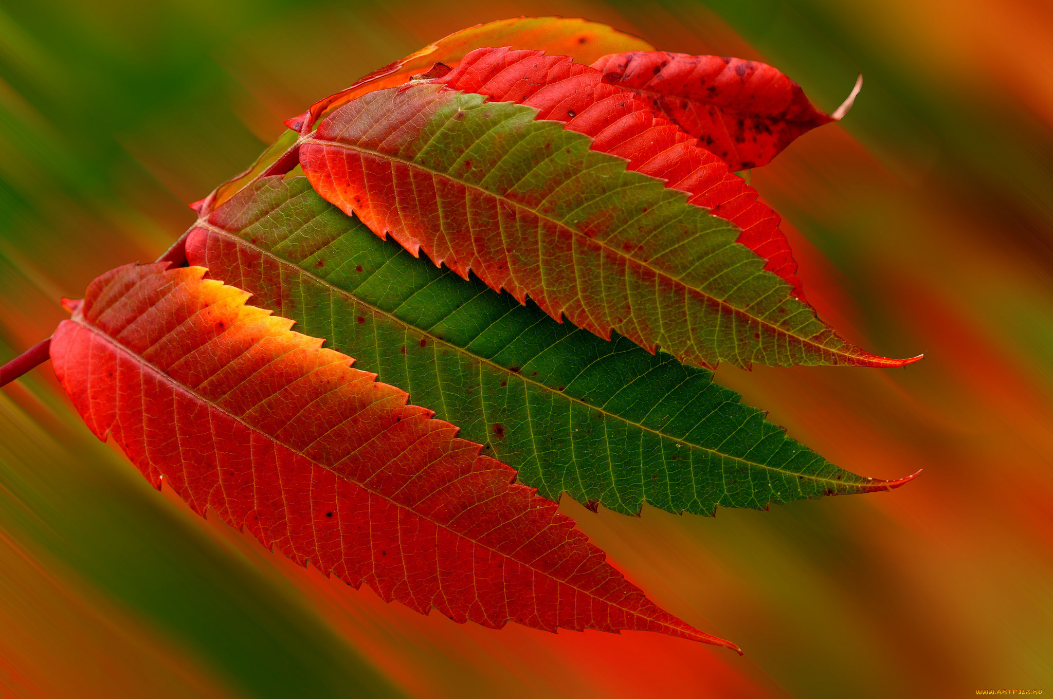 природа, листья, осень, время, года