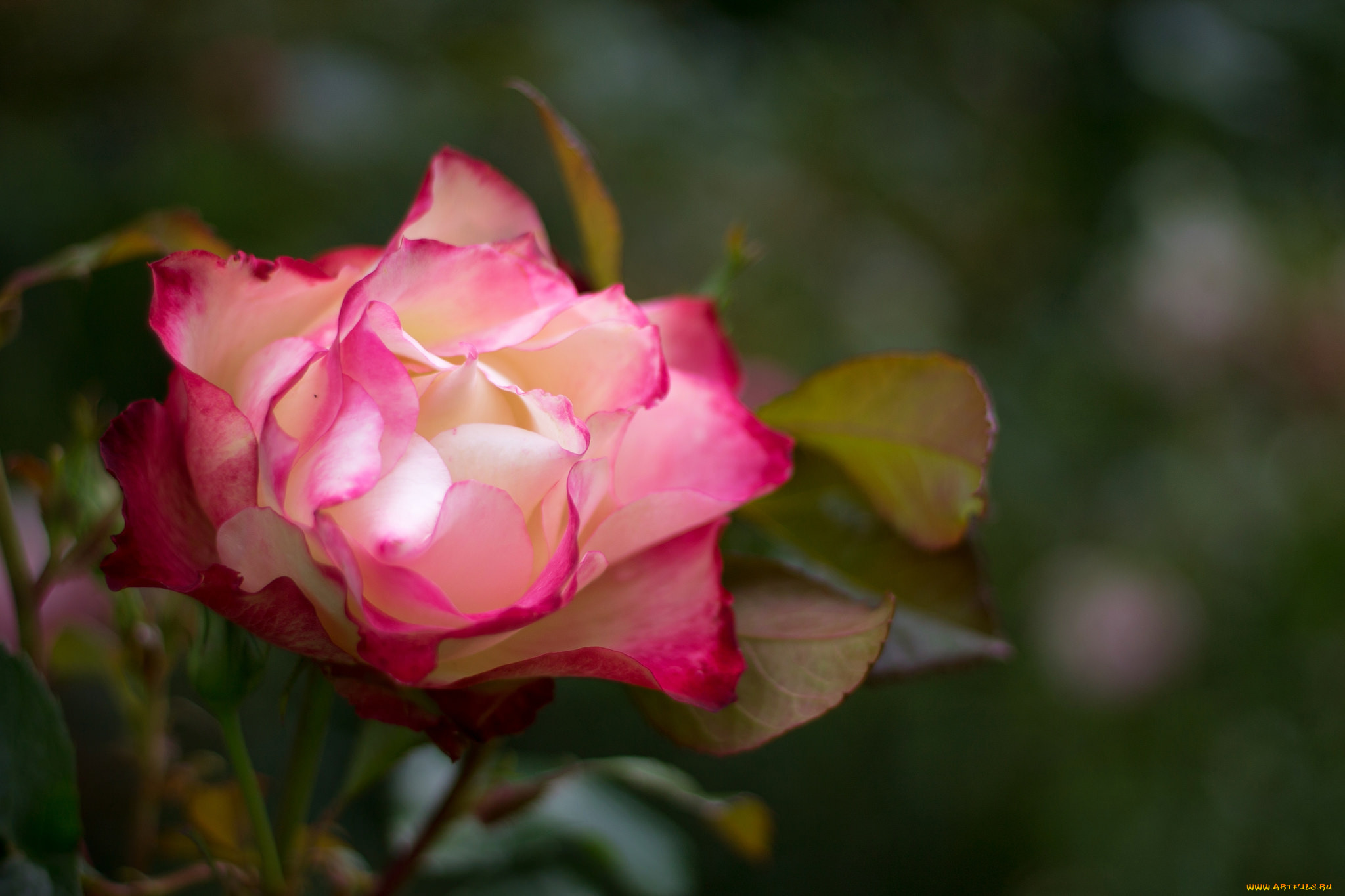 цветы, розы, leaves, blossoms, petals, bud, rose, цветение, листья, лепестки, бутон, роза