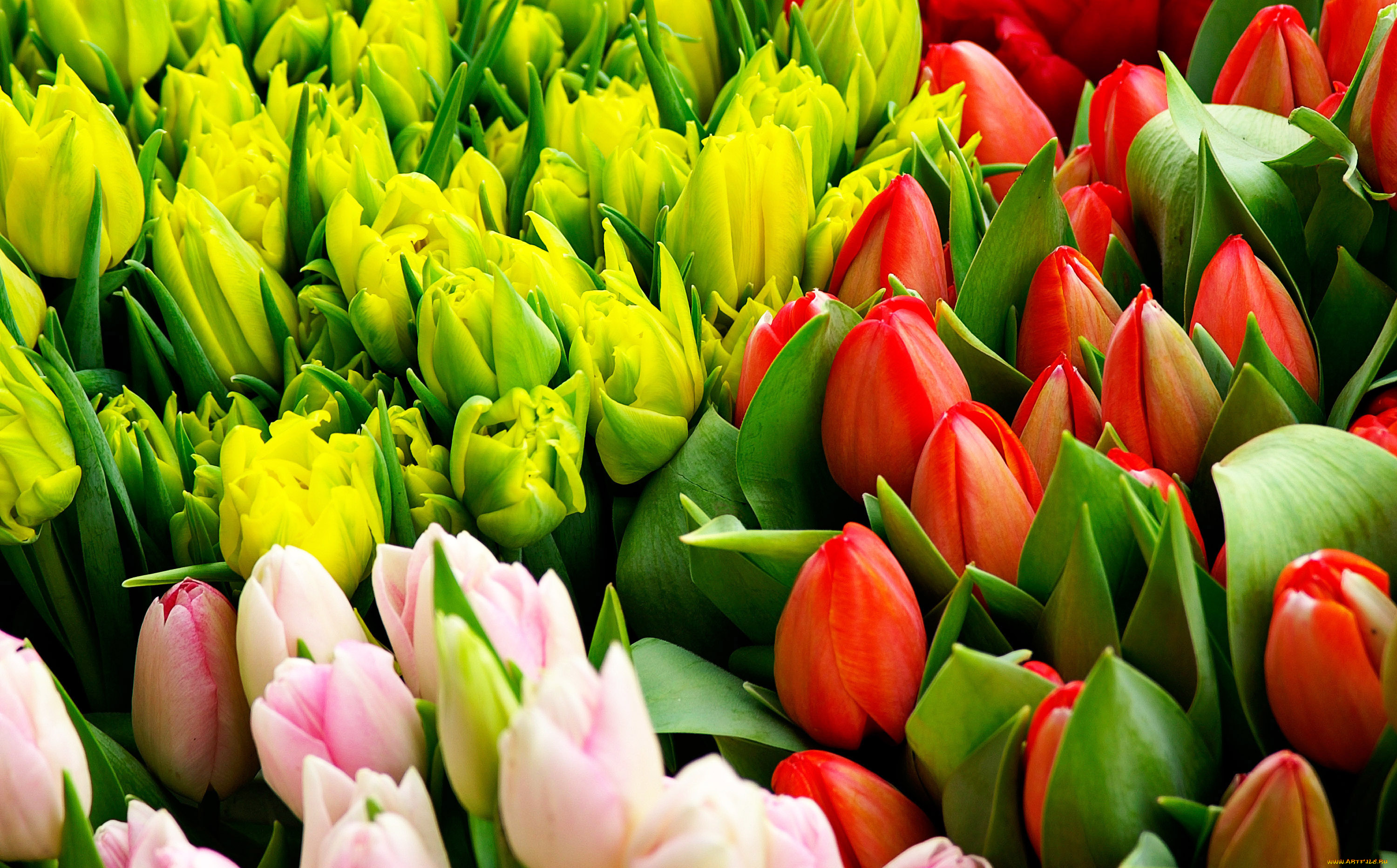 цветы, тюльпаны, бутоны, розовые, красные, желтые, листья