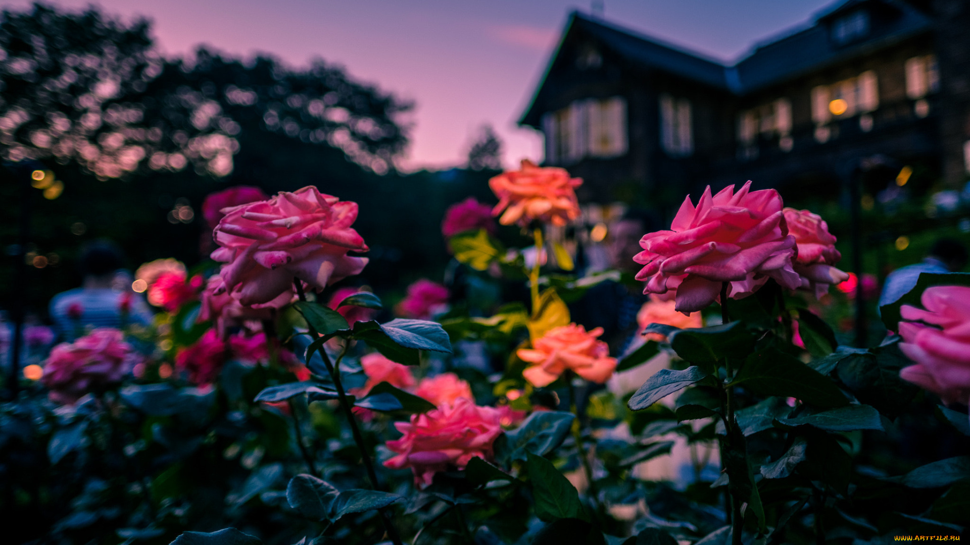 цветы, розы, вечер, особняк, дом