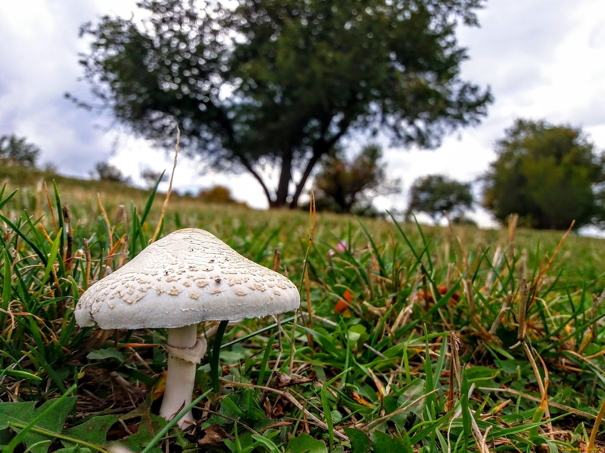 природа, грибы, зонтик, гриб