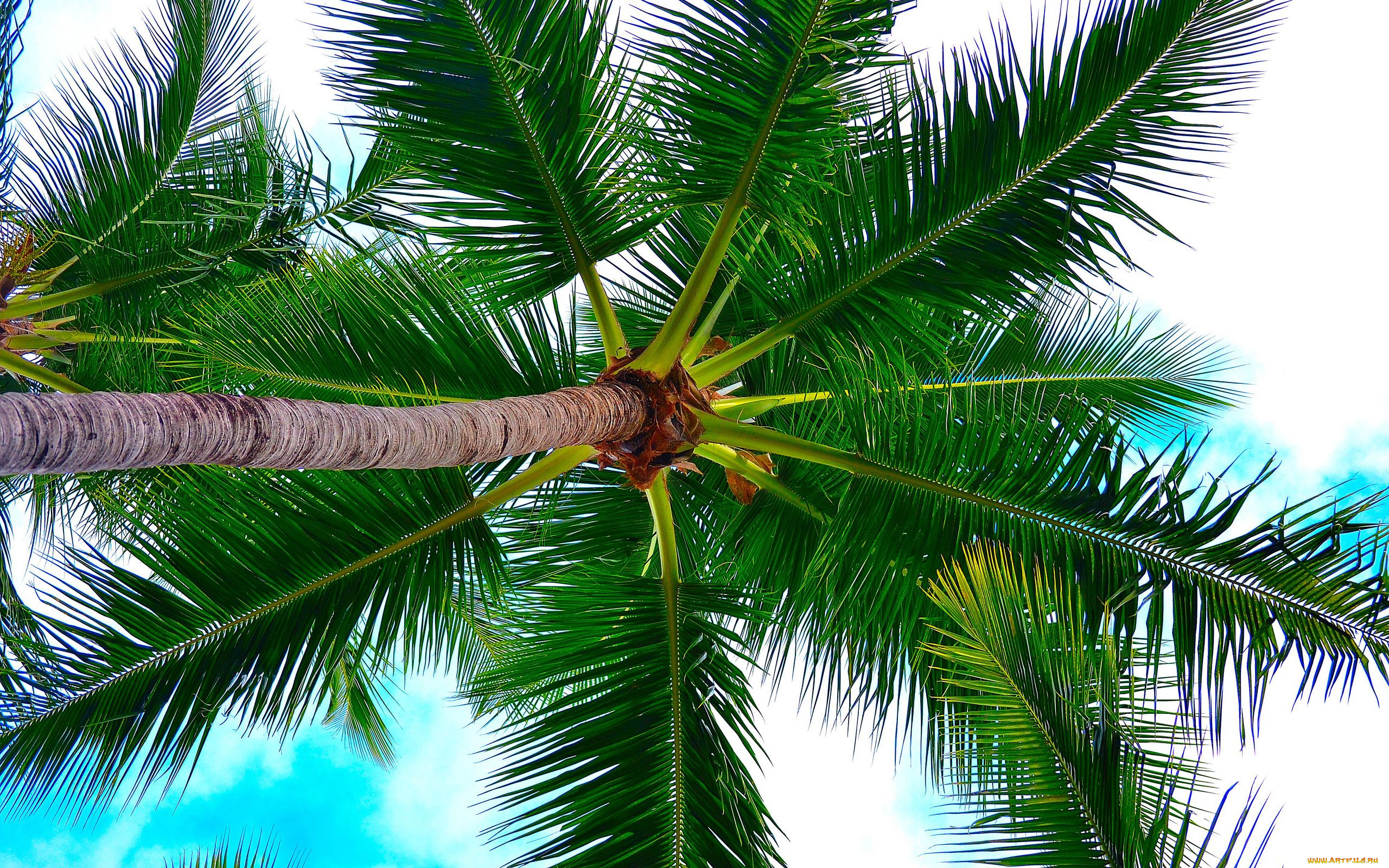 природа, деревья, пальма