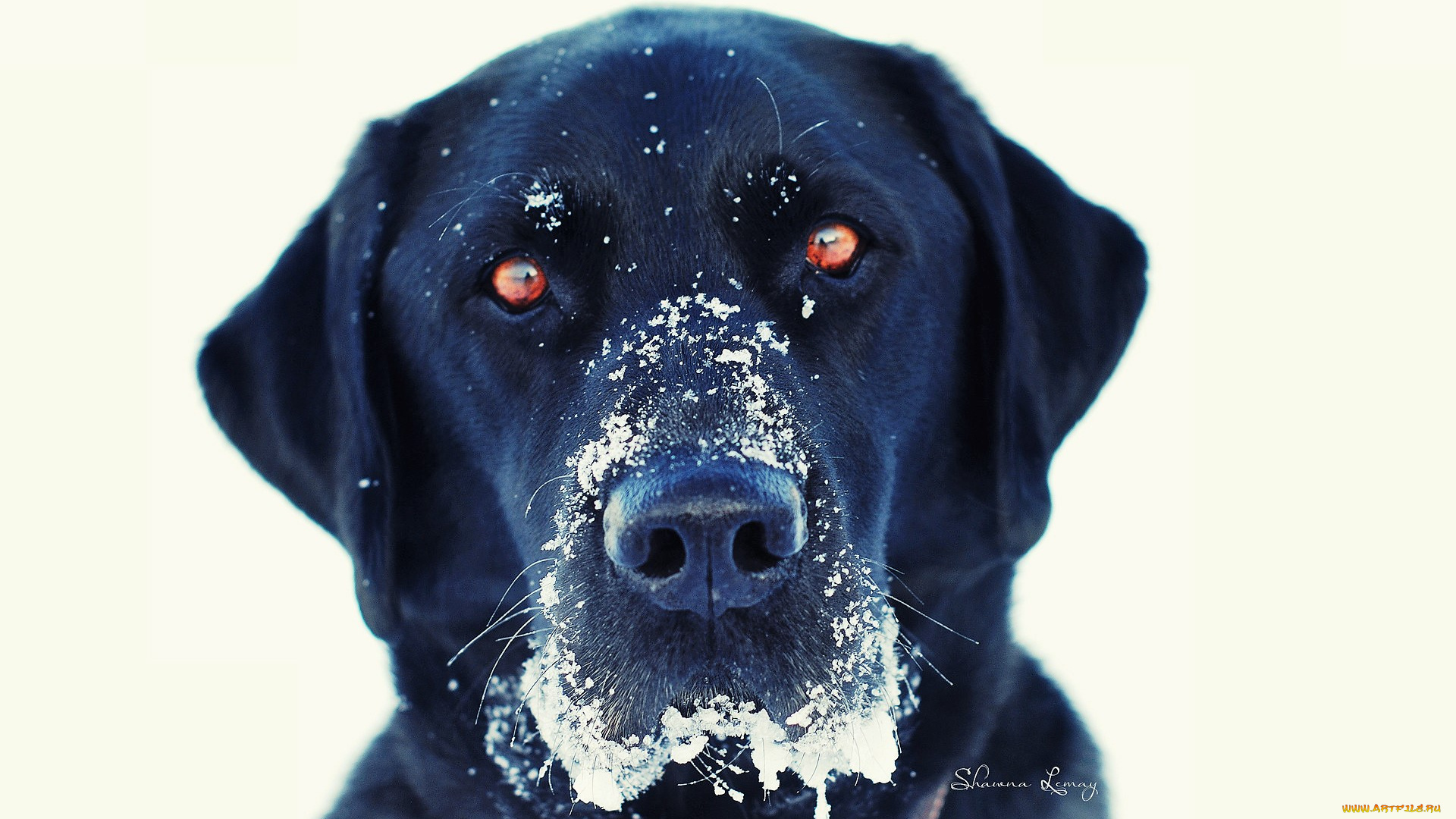 животные, собаки, собака, голова, снег, черная